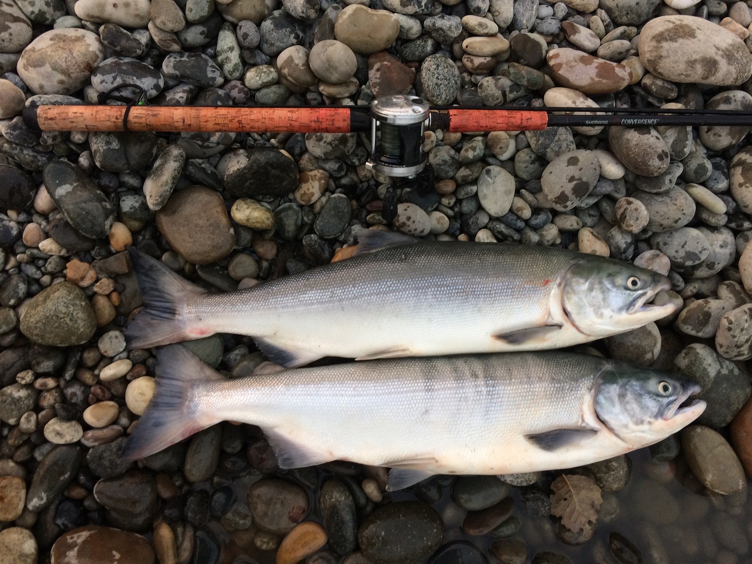 Backtrolling & Backbouncing For Salmon - Go Salmon Fishing