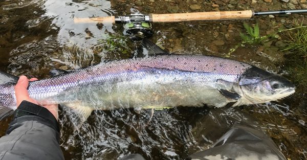 Saltwater Fly Fishing For Coho - Go Salmon Fishing